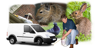 Great Harwood local van